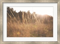 Framed Bright Sun Haze II