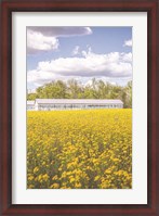 Framed Field of Yellow I