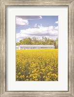 Framed Field of Yellow I