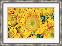 Framed Sunflower Summer