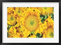 Framed Sunflower Summer
