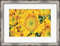 Framed Sunflower Summer