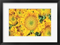 Framed Sunflower Summer