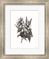 Framed Pen and Ink Wildflower I