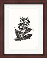 Framed Pen and Ink Wildflower III
