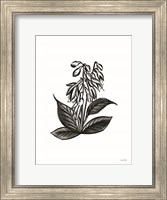 Framed Pen and Ink Wildflower III