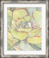 Framed 'Succulent Bloom 2' border=