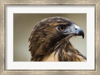 Framed Red Tailed Hawk Profile