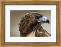 Framed Red Tailed Hawk Profile