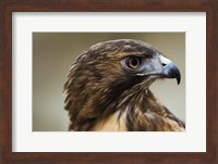 Framed Red Tailed Hawk Profile