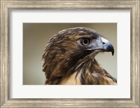 Framed Red Tailed Hawk Profile