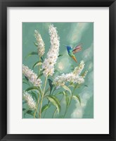 Hummingbird Spring II Framed Print
