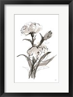 Carnation II Framed Print