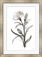 Framed Carnation I