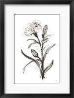 Carnation I Framed Print