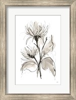 Framed Chrysanthemum II