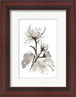 Framed Chrysanthemum I