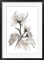 Framed Chrysanthemum I