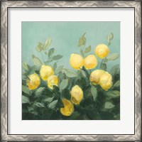 Framed Lemon Grove I