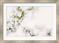 Framed First White of Spring