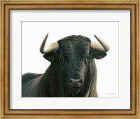 Framed Bullish