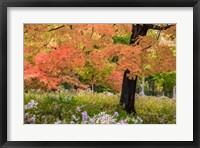 Framed Autumn Splendor