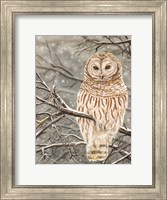 Framed Snowy Owl