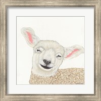 Framed Smiling Sheep