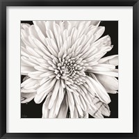 Framed Black and White Love II