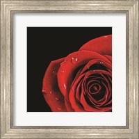 Framed Pop of Red Rose