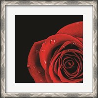 Framed Pop of Red Rose