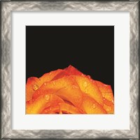 Framed Orange Petals