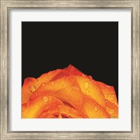 Framed Orange Petals