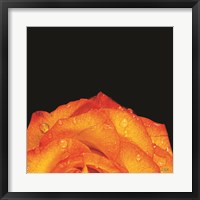 Framed Orange Petals