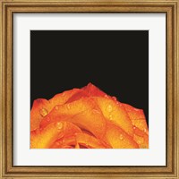 Framed Orange Petals