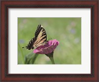 Framed Butterfly Resting Spot I