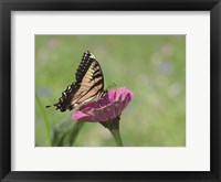 Framed Butterfly Resting Spot I