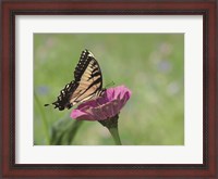 Framed Butterfly Resting Spot I