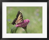 Framed Butterfly Resting Spot I