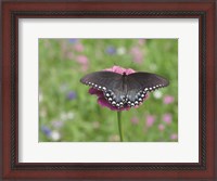Framed Butterfly Resting Spot II