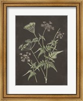 Framed Chives