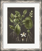 Framed Citrus Botanical