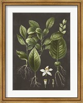 Framed Citrus Botanical