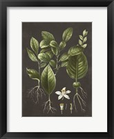 Framed Citrus Botanical