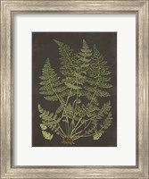 Framed Fern Study