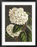 Framed Hydrangea