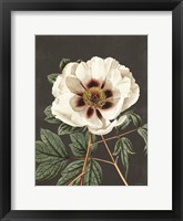 Framed Vintage Rose