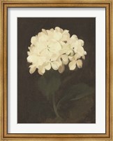 Framed Vintage White Hydrangea
