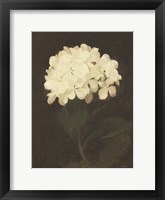 Framed Vintage White Hydrangea