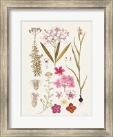 Framed Vintage Bloom Study